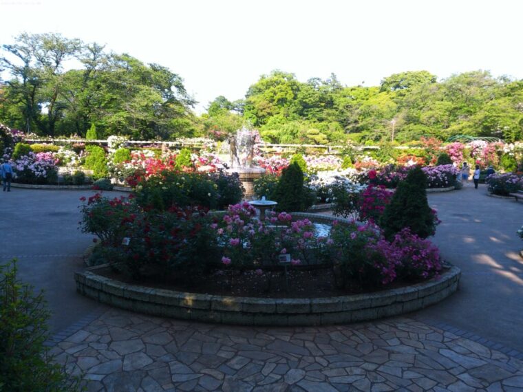 里見公園がドラマのロケ地なのも納得！あまりの薔薇の綺麗さに感動！【これは綺麗だなぁと感動しちゃいます。】