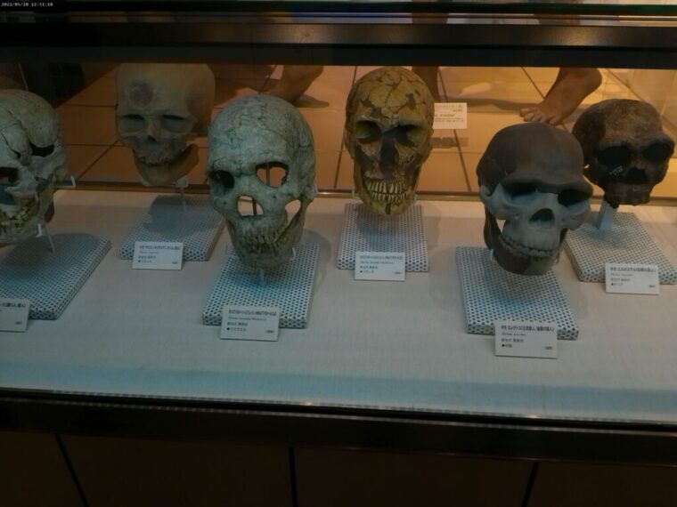 人間の頭蓋骨の展示